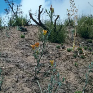 Calochortus clavatus v. pallidus, Hiway 58 burn, Aug. 1996, American Canyon