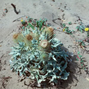 Cursium, Point Conception