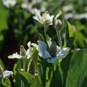 Yerba mansa, Amenopsis californica, Las Flores Ranch