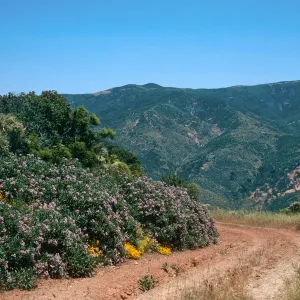 Yerba Santa. yarrow, Kelley Canyon, S M Mts
