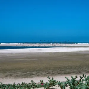 Pelicans, Guadalupe