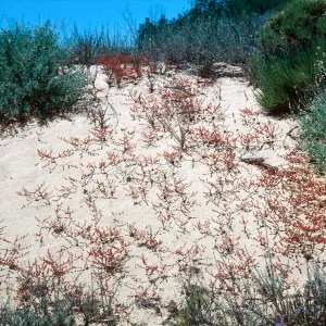 Chorizanthe, Guadalupe