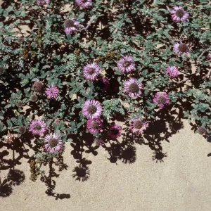 Monardella, Guadalupe Dunes