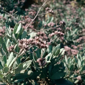Yerba Santa, Eriodictyon capitatum