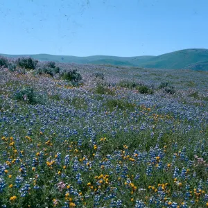 Santa Barbara Protrero