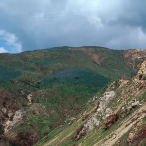 Lupinus (Lupine), Decker Road