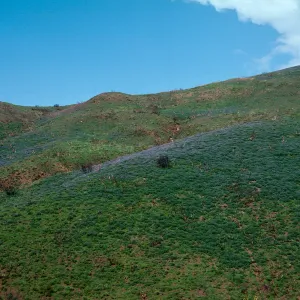 Lupinus (Lupine), Decker Road