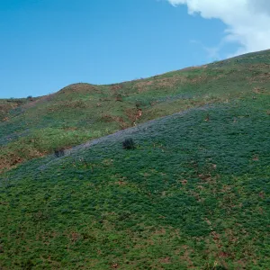 Lupinus (Lupine), Decker Road