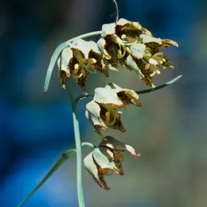 Fritillaria ojaiensis, Ojai Fritillary, Colson Canyon