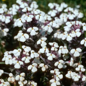 White Butter and eggs, San Simeon
