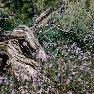 Santa Barbara Canyon