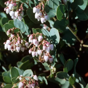 Arcostaphylos glauca