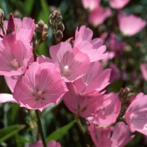 Sidalcea malviflora