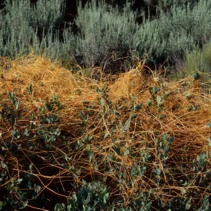 Cuscuta