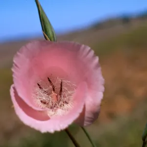 Calochortus