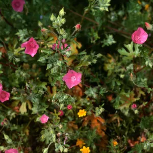 Eremalche parryi, Sphaeralcea, Foothill Road near SB Canyon
