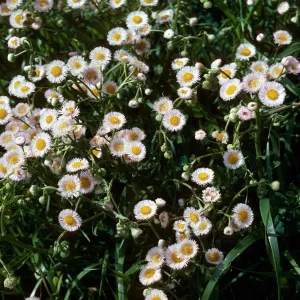 Erigeron philadelphicus, Sainz Ranch