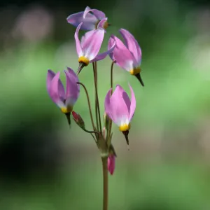 Dodecatheon clevelandii, Courtright Ranch