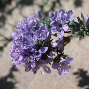 Phlox