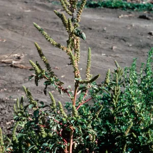 Amaranthus