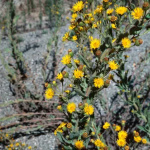Heterotheca