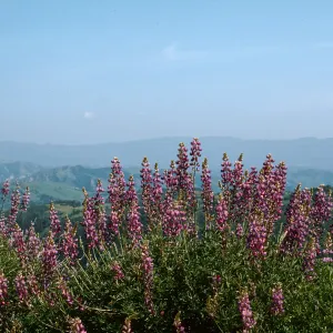 Figueroa Ranger Station (Lupine)