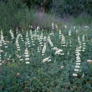 Lupinus densiflorus