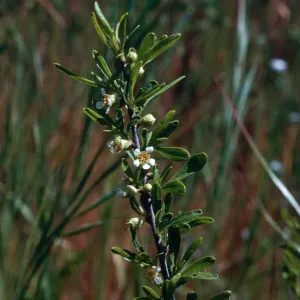 Prunus, Sainz Ranch