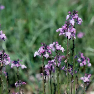 Linaria, Sainz Ranch