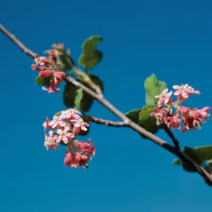 Ribes malvaceum