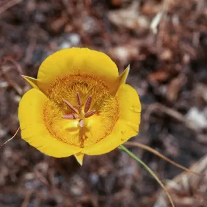 Mariposa Yellow, La Brea Canyon