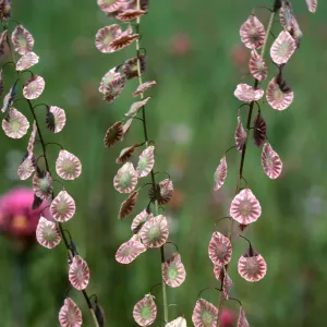 lace pod