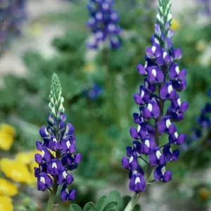 saddleback (Lupine)