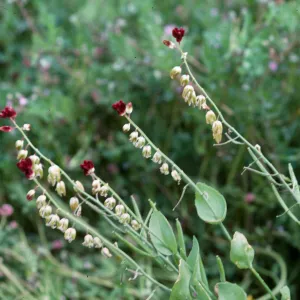 Streptanthus 