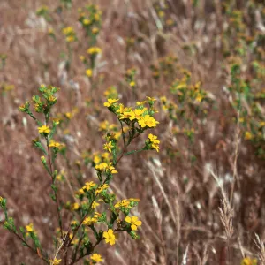Hemizonia fasciculata, Solomon Hills