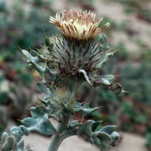Surf Thistle