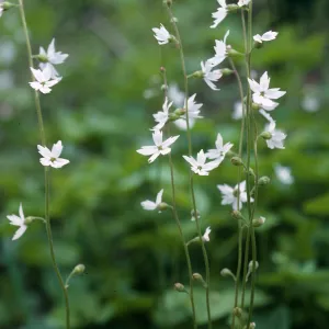 Woodland Star, Lopez