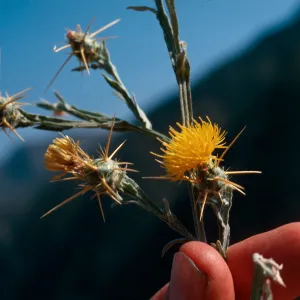 Yellow Star thistle