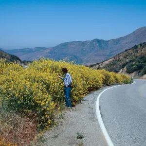 Spanish broom, Matilija
