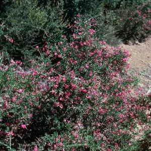 Chaparral Pea