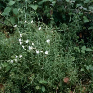 Silene, before Hi Mtn