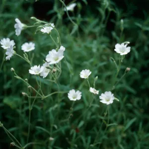Silene, Hi Mountain