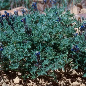 Sierra Madre Road (Lupine)