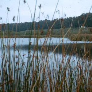 Dune Lakes