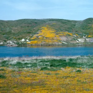 Sag Pond, San Andreas Fault, Reyes Station