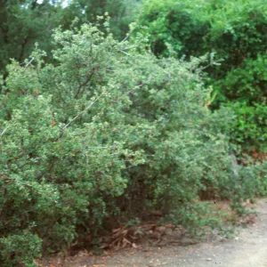 Quercus dumosa