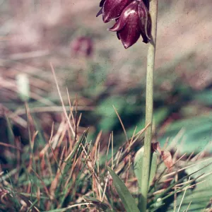 Chocolate Lily, Jim Johnson, Cambria