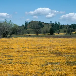 Shell Creek