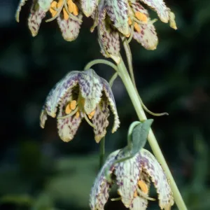 Fritillaria ojaiensis, Ojai Fritillary, Santa Rita Road
