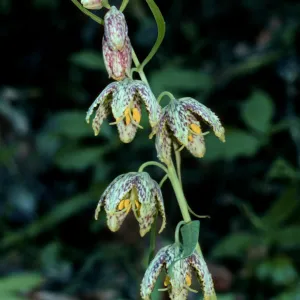 Fritillaria ojaiensis, Ojai Fritillary, Santa Rita Road